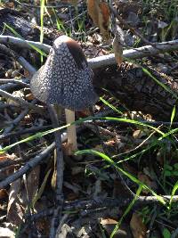 Coprinopsis picacea image