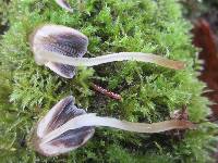 Coprinellus micaceus image