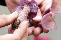 Laccaria amethysteo-occidentalis image