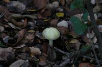 Amanita phalloides image