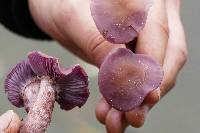 Laccaria amethysteo-occidentalis image