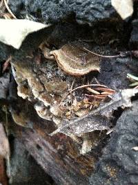 Trametes versicolor image