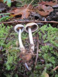 Coprinellus micaceus image