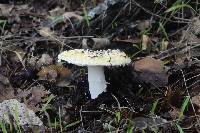 Amanita gemmata image