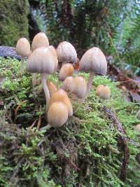 Coprinellus micaceus image