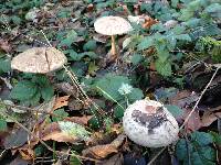 Chlorophyllum olivieri image