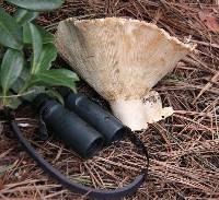 Russula brevipes image