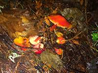 Hygrocybe coccinea image