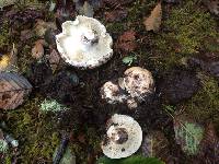 Russula brevipes image