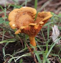 Hygrophoropsis aurantiaca image