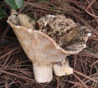 Russula brevipes image