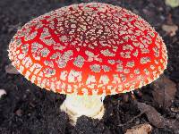 Amanita muscaria image