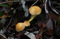 Hypholoma fasciculare image