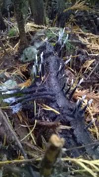 Xylaria polymorpha image