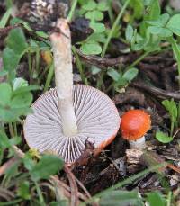 Leratiomyces ceres image