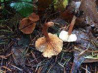 Lactarius rubidus image