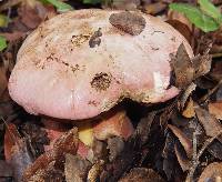 Boletus eastwoodiae image