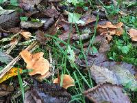 Lactarius fragilis image