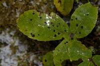 Image of Placosoma nothopanacis