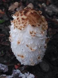 Coprinus comatus image