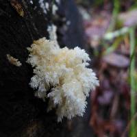 Hericium coralloides image