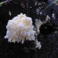 Hericium coralloides image