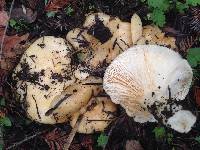 Lactarius alnicola image