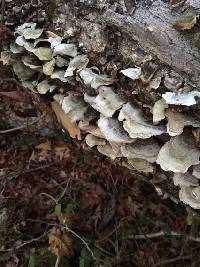 Trametes versicolor image