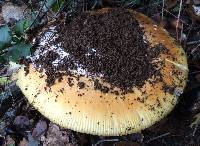 Amanita calyptroderma image