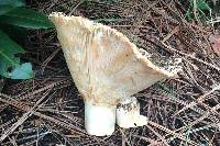 Russula brevipes image