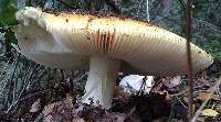 Amanita calyptroderma image