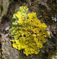 Xanthoria parietina var. parietina image