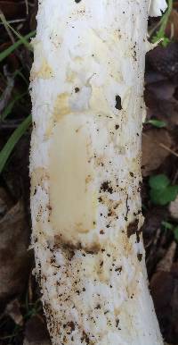 Amanita calyptroderma image