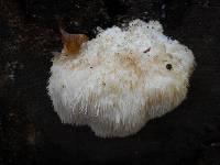 Hericium erinaceus image