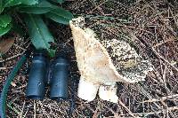 Russula brevipes image