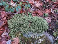 Cladonia furcata image