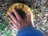 Amanita calyptroderma image