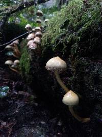 Hypholoma fasciculare image