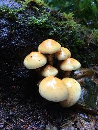 Hypholoma fasciculare image