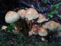 Hypholoma fasciculare image