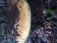 Amanita calyptroderma image