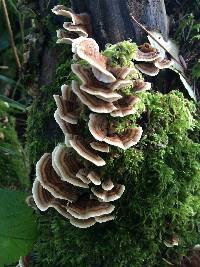 Trametes versicolor image