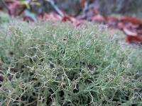 Cladonia furcata image