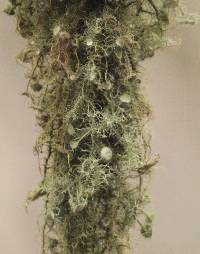 Usnea intermedia image