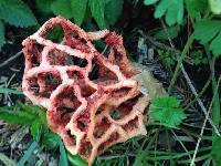 Clathrus ruber image