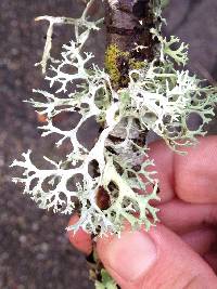 Evernia prunastri image