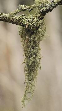 Usnea intermedia image