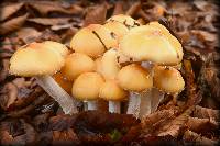 Stropharia ambigua image