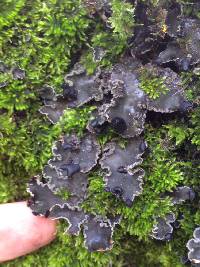 Peltigera collina image