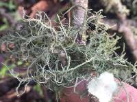 Usnea intermedia image